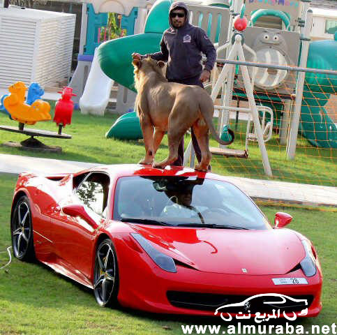 اماراتي يلعب مع "أسد" فوق سيارته فيراري 458 إيطاليا بالصور والصحف الاجنبية تعلق بالرفاهية الزائدة 15