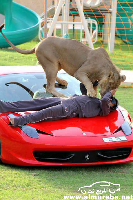 اماراتي يلعب مع "أسد" فوق سيارته فيراري 458 إيطاليا بالصور والصحف الاجنبية تعلق بالرفاهية الزائدة 16