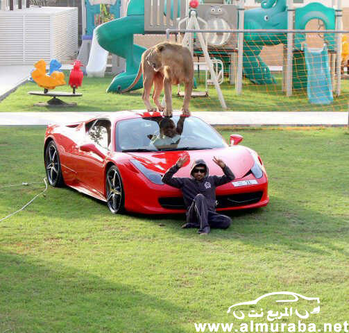 اماراتي يلعب مع "أسد" فوق سيارته فيراري 458 إيطاليا بالصور والصحف الاجنبية تعلق بالرفاهية الزائدة 17