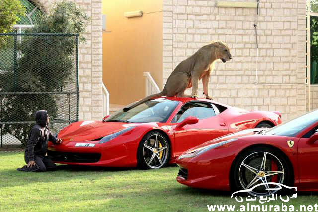 اماراتي يلعب مع "أسد" فوق سيارته فيراري 458 إيطاليا بالصور والصحف الاجنبية تعلق بالرفاهية الزائدة 18