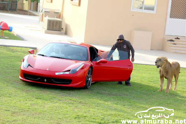 اماراتي يلعب مع "أسد" فوق سيارته فيراري 458 إيطاليا بالصور والصحف الاجنبية تعلق بالرفاهية الزائدة 19