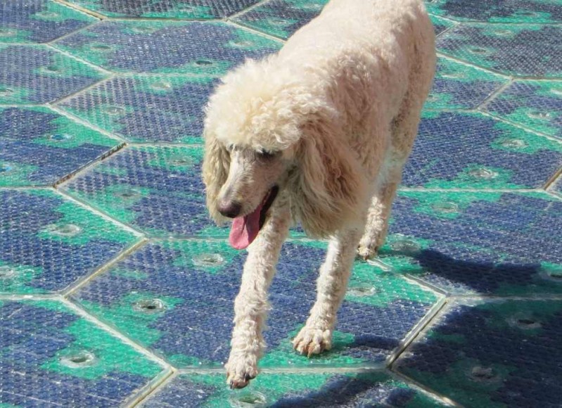 solar-road-panels (1)