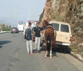 "فيديو" المرور يستدعي مواطناً سيطر على حصان جامح تسبب في عرقلة حركة السير....والسبب! 4