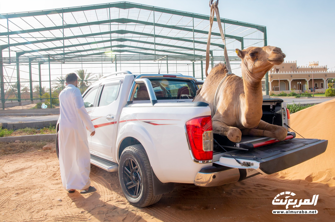 نيسان نافارا الجديدة جربنا نحمل عليها ناقة + الوزن والمواصفات والاسعار 6