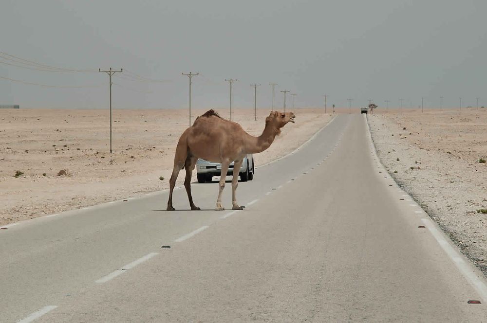 عبور الحيوانات من الأماكن الغير مخصصة لهم مخالفة مرورية.. وهذه عقوبتها