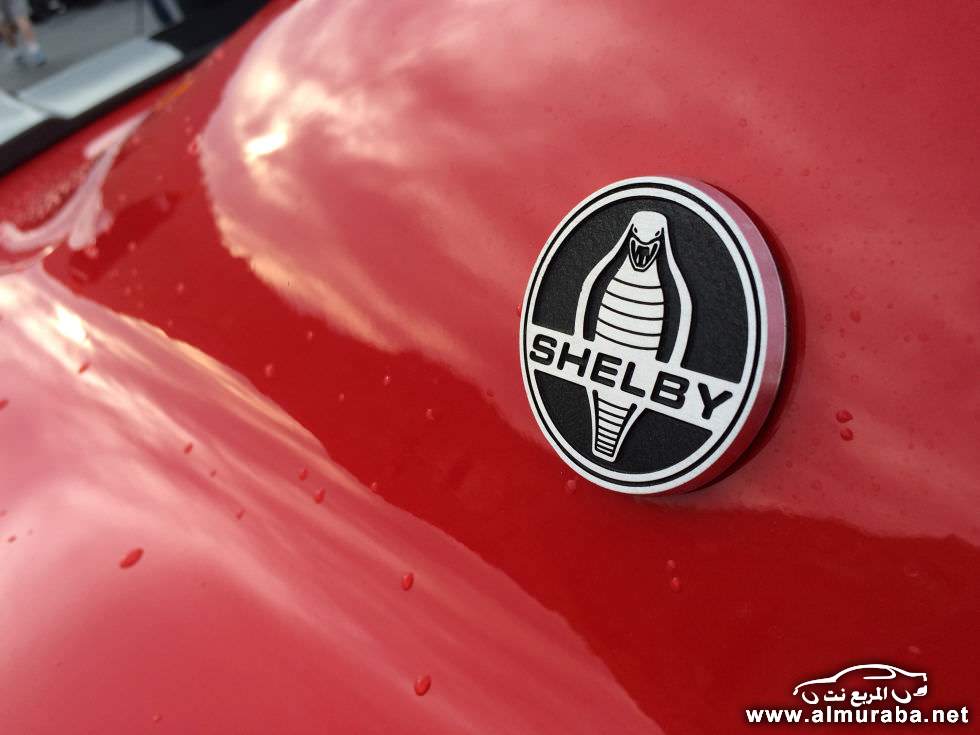 shelby3